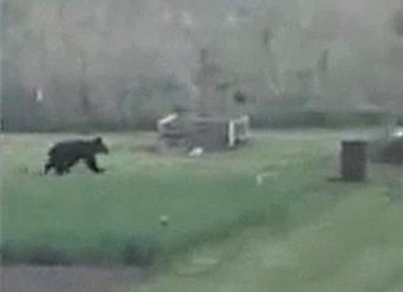В Ярославской области еще один медведь вышел к людям, на место отправили охотоведов