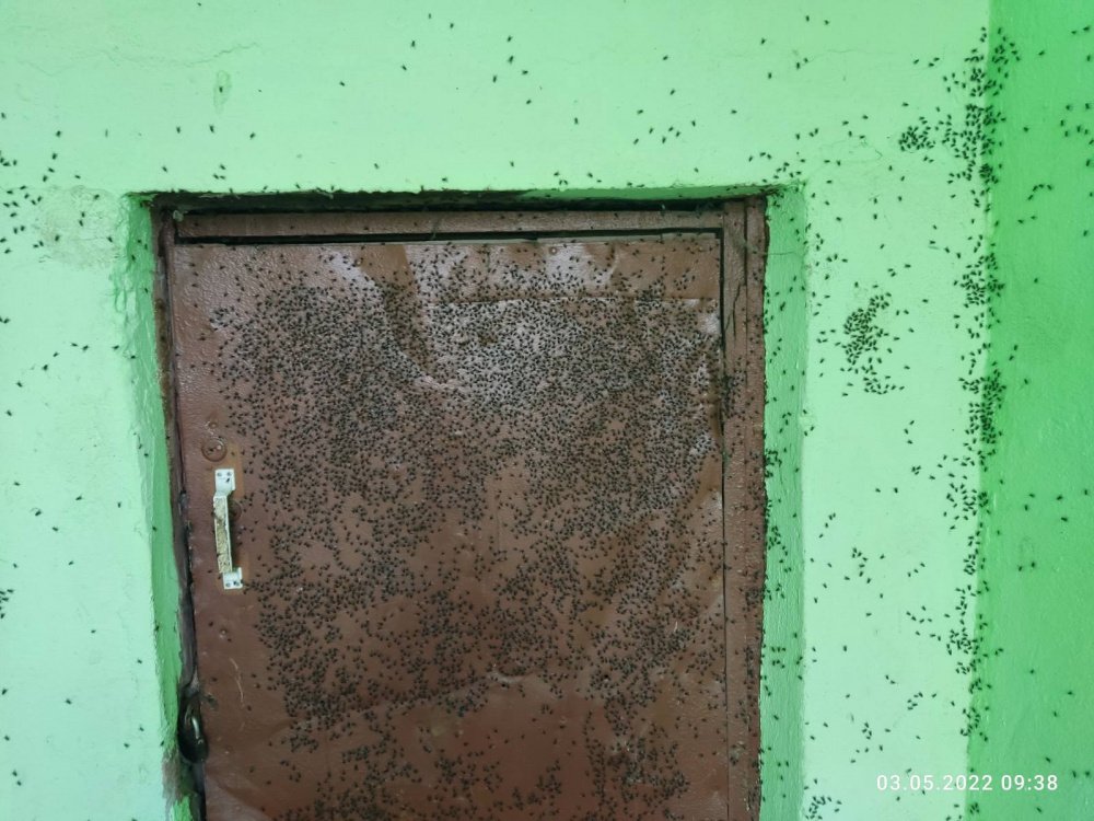 В Ярославле насекомые атаковали дом. Фото