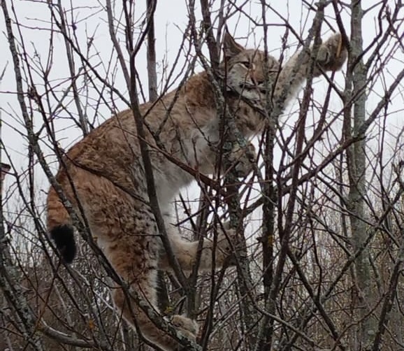 «Котенок на дереве!»: в Ярославской области рысь вышла к крупному населенному пункту