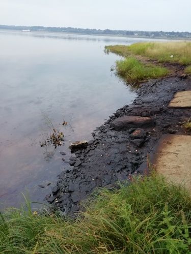 В Ярославской области нашли новые нефтяные разливы