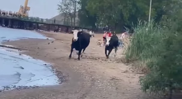 В Ярославской области на городской пляж заявились коровы_245024