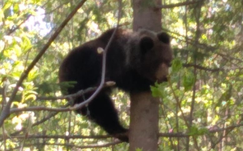 В посёлке Ярославской области нашли медвежонка на дереве