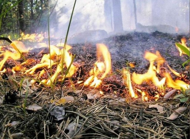 В Ярославской области объявили V класс пожароопасной обстановки