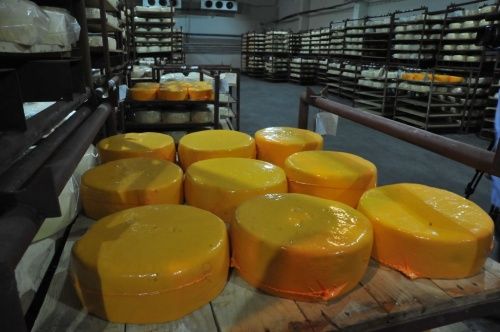 В Ярославской области создадут сырный кастер: регион ждет 6 млрд инвестиций