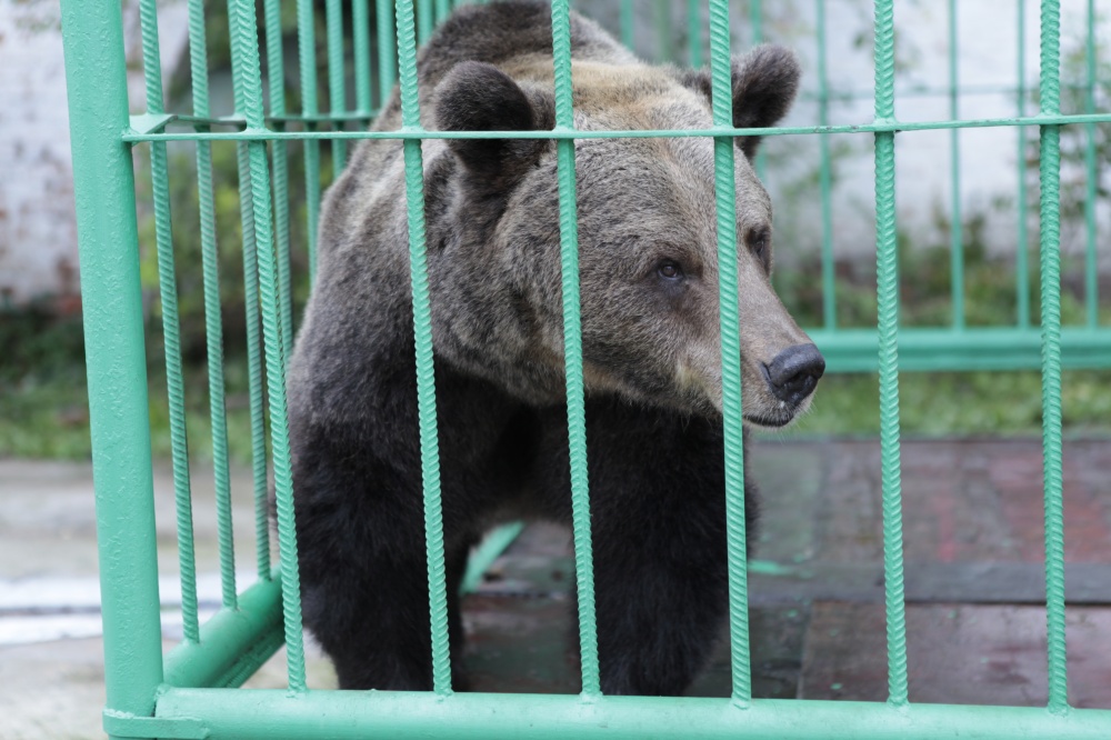 Ярославцы просят улучшить качество жизни медведицы Маши