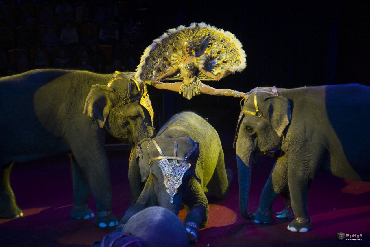 Ярославский цирк представил программу «Дед Мороз и слоны»