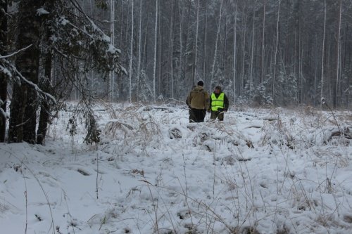 За рубкой новогодних елок в Ярославской области будет следить полиция