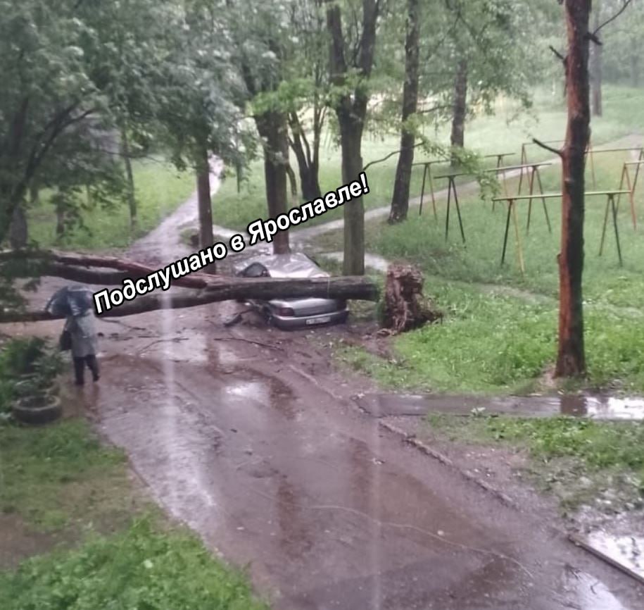 В Ярославле упавшими деревьями придавило несколько машин