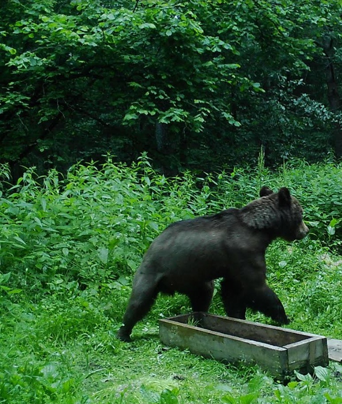 «До 10 взрослых особей»: в Ярославской области грибников предупредили о медведях