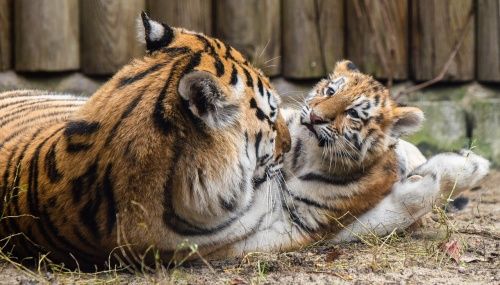 В Ярославский зоопарк привезли амурскую тигрицу Яшму