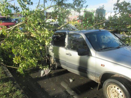 В Ярославле дерево упало на автомобиль «Нива-Шевроле» 