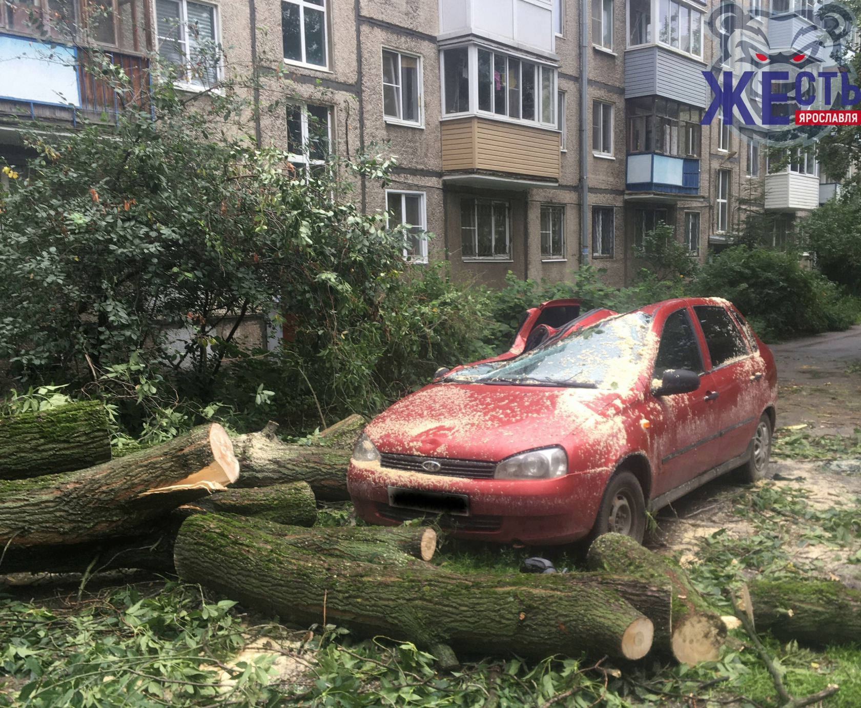 Во дворе в центре Ярославля упавшее дерево раздавило легковушку | 31.07.23  | Яркуб