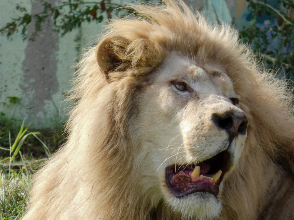Было ужасное детство в цирке: в Ярославском зоопарке поселился белый лев