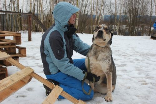 Мэр Ярославля велел построить площадки с диспенсерами для выгула собак