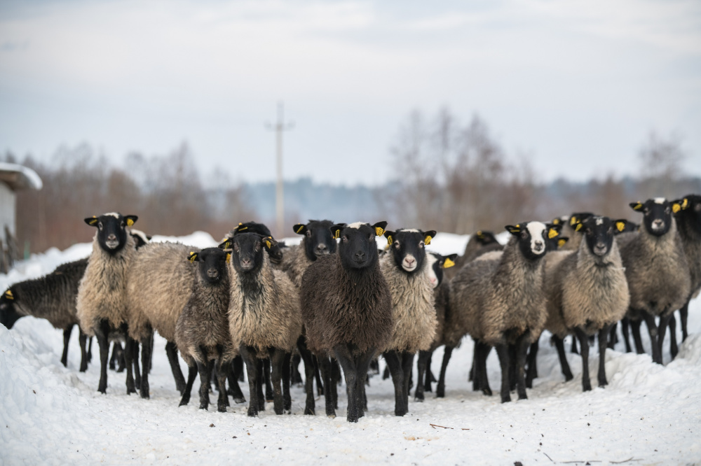Возрождение русской деревни: в России поддержат предприятия, занимающиеся переработкой овечьей шерсти