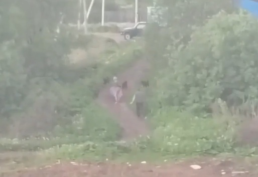Под Ярославлем свора собак напала на женщину