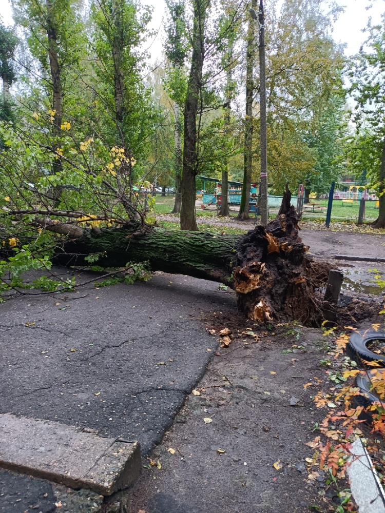 В Дзержинском районе на тротуар рухнуло огромное дерево