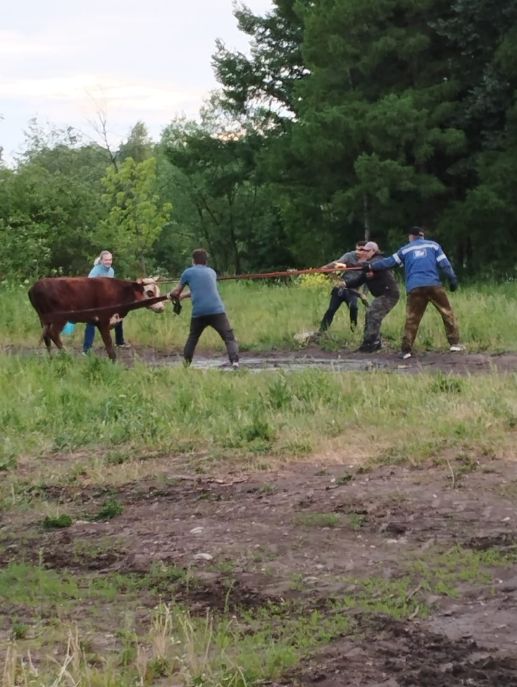 В Ярославской области сбежавшая с пастбища корова прошла 40 километров
