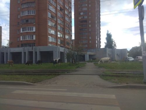 Стадо коров паслось во дворе многоэтажек в Ярославле