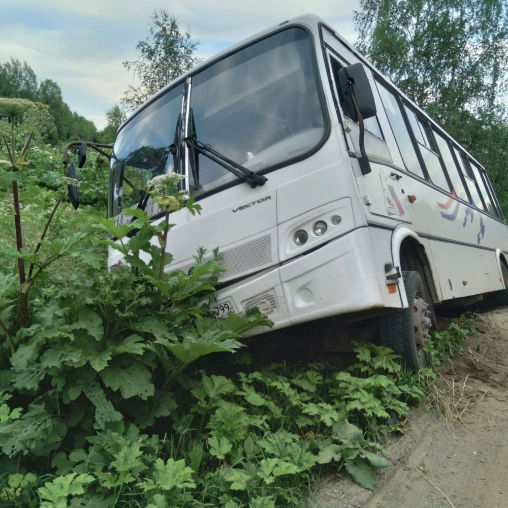 В Ярославской области автобус с пассажирами вылетел с дороги прямиком в борщевик