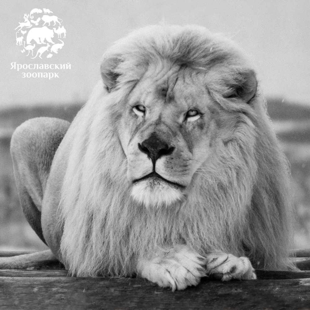 В Ярославском зоопарке не стало белого льва Яроса