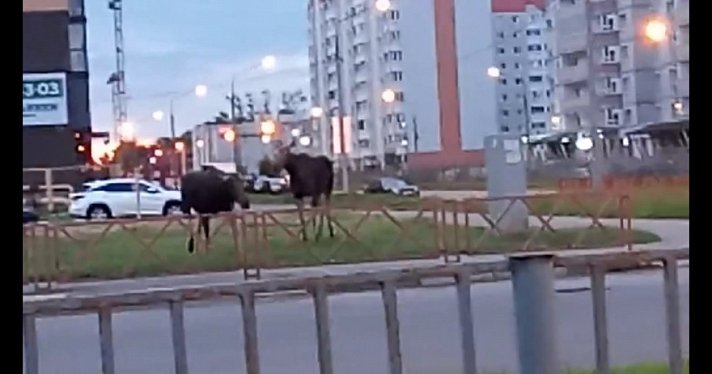 Пострадали пятеро: за сутки в Ярославской области произошло два ДТП с лосями