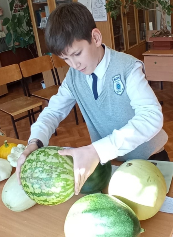 Ярославский школьник самостоятельно вырастил на открытой грядке большой урожай арбузов, привив их на тыквы