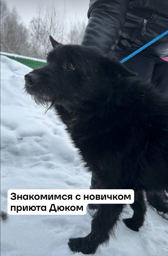 Забился в шалаш, словно ища укрытие: в Ярославле спасли пса, жестоко избитого неизвестным