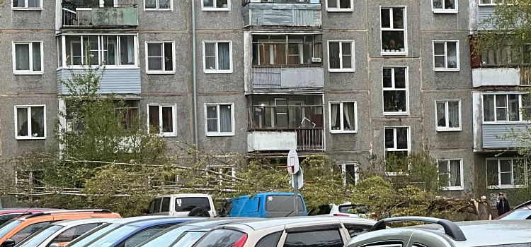 В ярославском дворе дерево придавило несколько автомобилей_272248