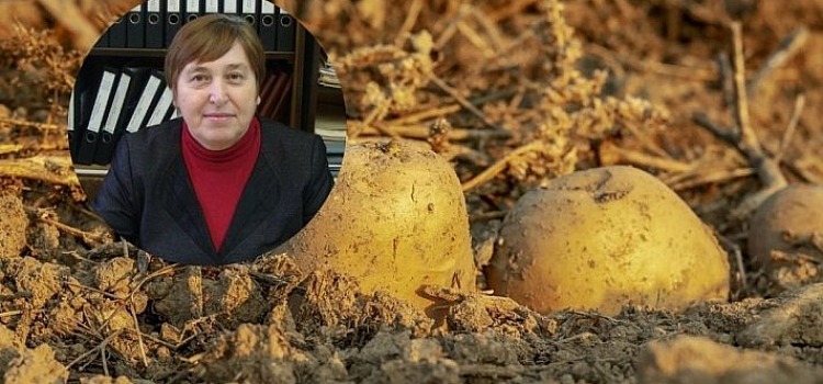 Хороший урожай! Агроном назвала лучше сорта картофеля для Ярославской области