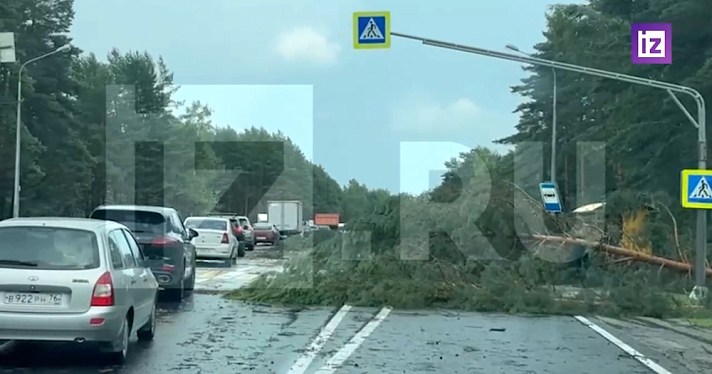 Автомобили в кювете и вырванные деревья: под Ярославлем разбушевался сильный ураган вблизи аэропорта