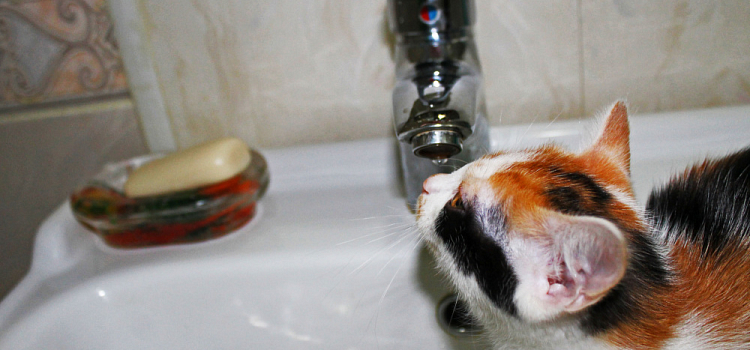 Город Ярославской области остался без холодной воды