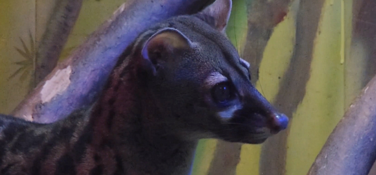 Звёздная Генетта предстала перед камерой в Ярославском зоопарке_314300