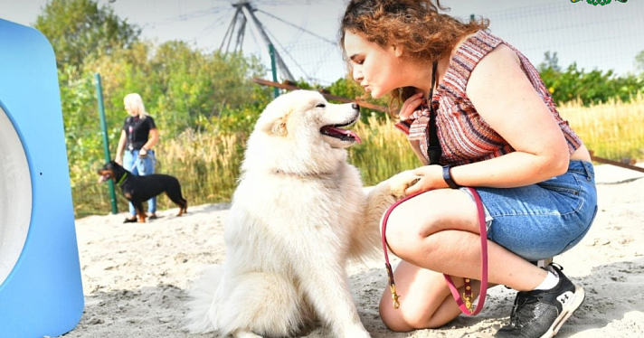 Ярославцев, оставляющих собак без присмотра, будут жёстко штрафовать
