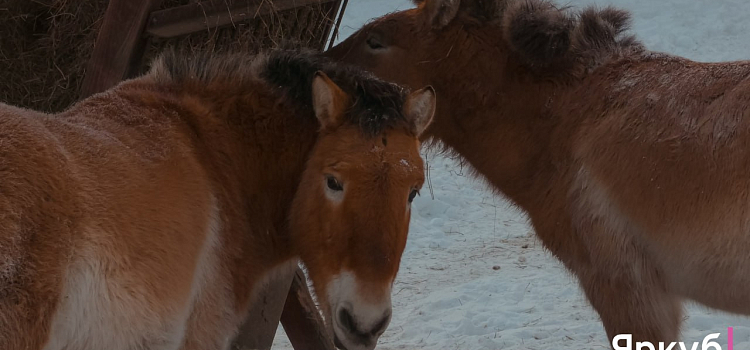 Ледяные забавы в Ярославском зоопарке: морозный фоторепортаж_310295