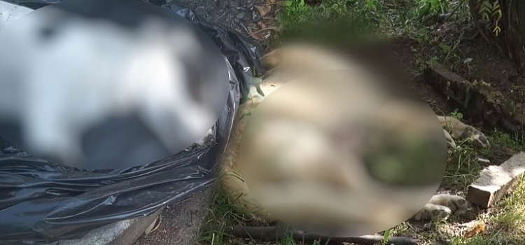 Выкинули с девятого этажа и задушили: в Ярославле хозяева избавились от домашних животных с особой жестокостью