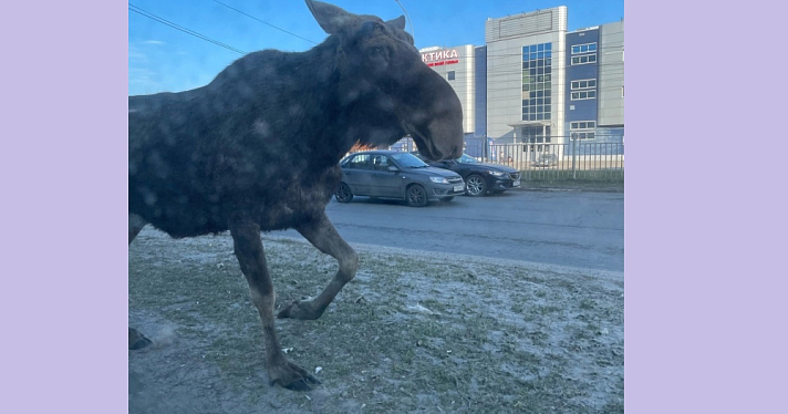 По улицам Заволжского района Ярославля разгуливал огромный лось