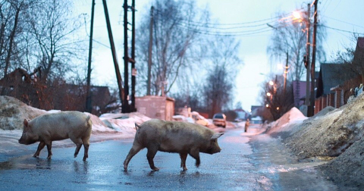 Фото дня. Две свиньи гуляли по частному сектору в Заволжском районе_156609