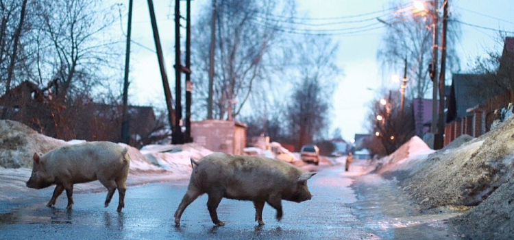 Фото дня. Две свиньи гуляли по частному сектору в Заволжском районе_156609