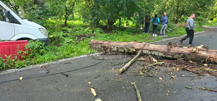 В Ярославле упавшее дерево насмерть придавило человека_320989