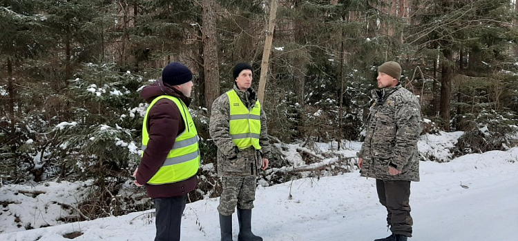 В Ярославской области к Новому году заготовят более 700 елей