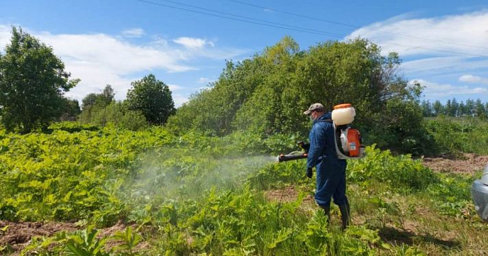 В Ярославской области от борщевика очистили половину пораженных земель