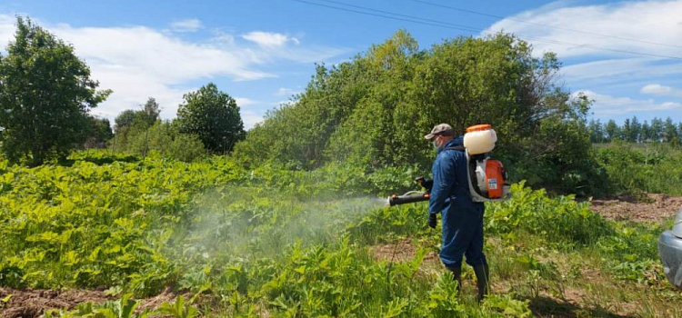 В Ярославской области от борщевика очистили половину пораженных земель