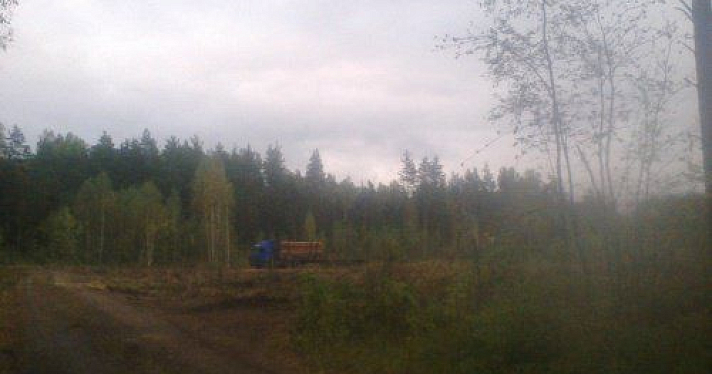 В Ярославле вырубают сосновый бор в районе Шевелюхи