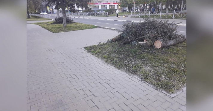 Жители Дзержинского района Ярославля пожаловались на спиленные деревья