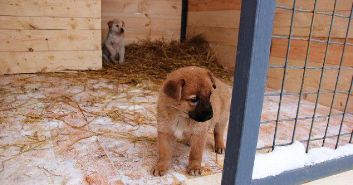 Благодаря реализации проекта по безнадзорным животным 9 собак нашли хозяев 