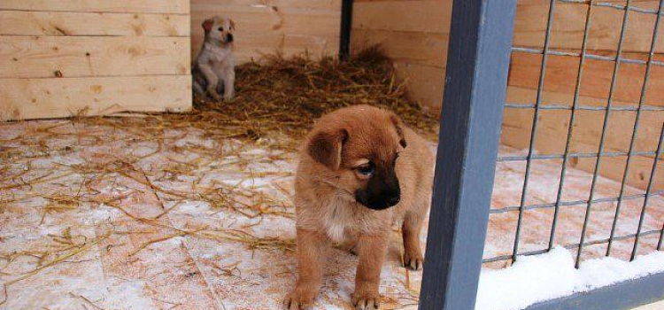 Благодаря реализации проекта по безнадзорным животным 9 собак нашли хозяев 