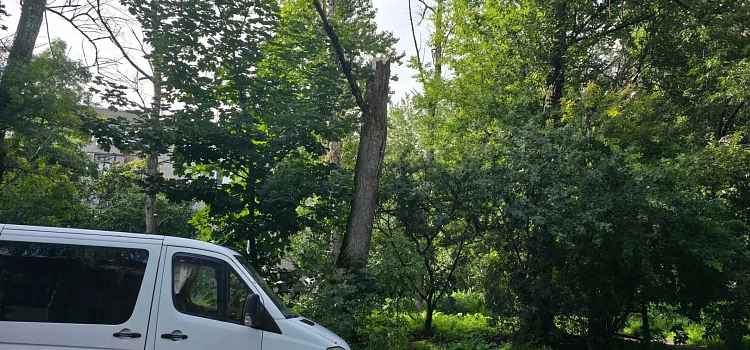В Ярославле упавшее дерево насмерть придавило человека_320988