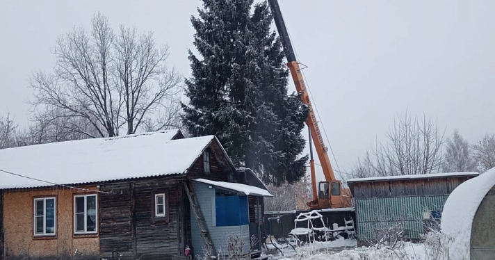 Ярославцев просят сообщать про ёлки, которые можно спилить на Новый год