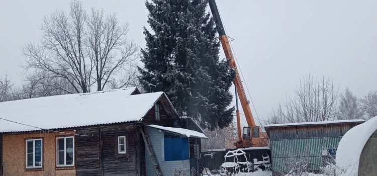 Ярославцев просят сообщать про ёлки, которые можно спилить на Новый год